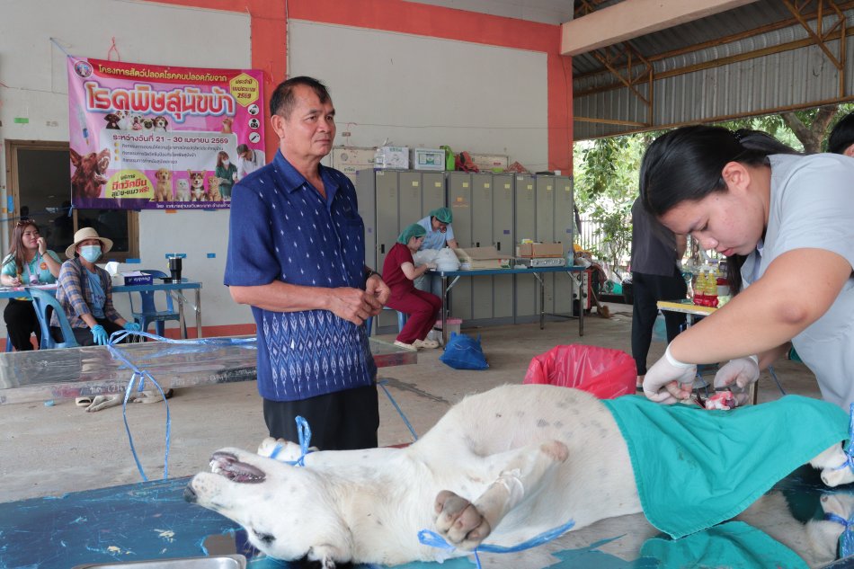 การทำหมันสุนัขและแมว  ตามโครงการสัตว์ปลอดโรคคนปลอดภัยจากโรคพิษสุนัขบ้า ประจำปีงบประมาณ พ.ศ. 2569
